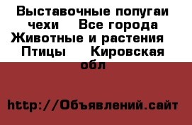 Выставочные попугаи чехи  - Все города Животные и растения » Птицы   . Кировская обл.